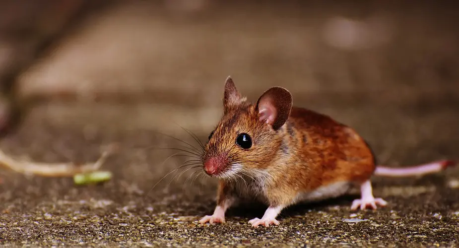 En liten röd inzoomad mus med suddig bakgrund