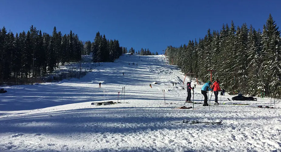 Slalombacke fylld med skidåkare och blå himmel och snö på granarna