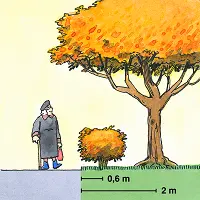 Illustration häck (0.6 meter från gata) och träd (2 meter från gata)