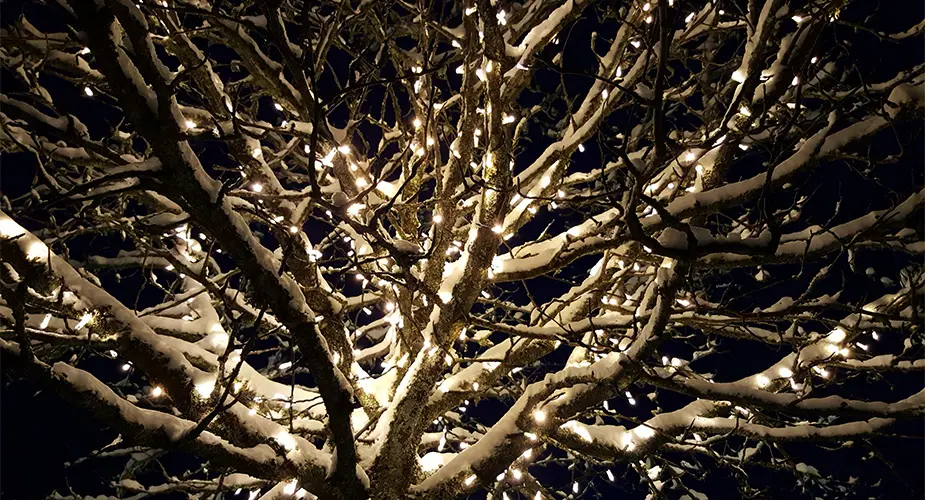 Grenar med belysning på ett träd med snö