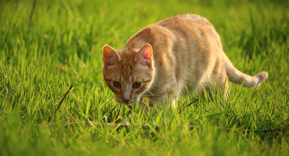 Röd- och vitrandig katt går på gräsmatta