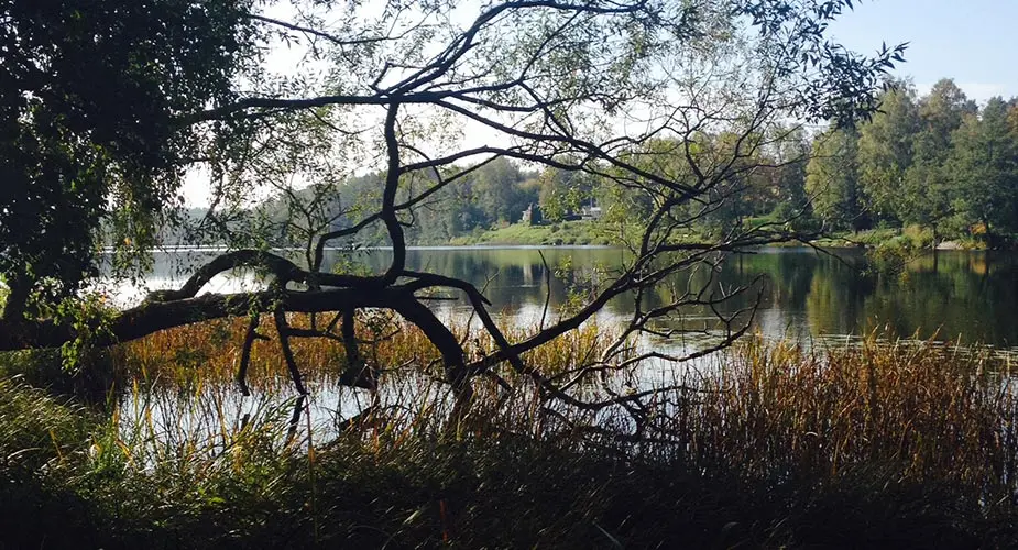 Vid en sjö en sommardag med vass närmast i bild och ett träd som hänger över sjön